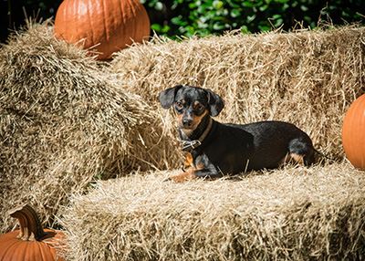 Houston Humane Society Fall Festival 2018