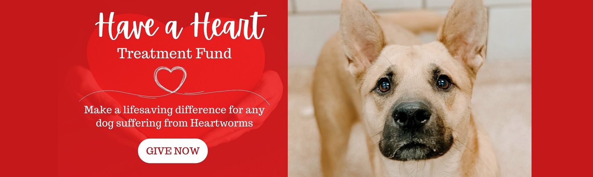 Houston Humane Society Animal & Dog Shelter Sugar Land & Houston, TX