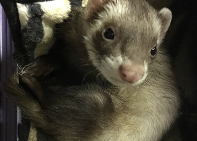 Houston Humane Society | Ferrets and birds ready for adoption!