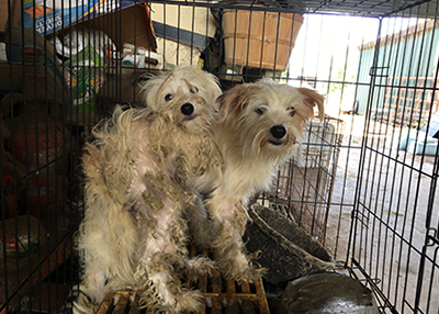 Houston Humane Society | HHS rescues nearly 300 animals from Grimes County property