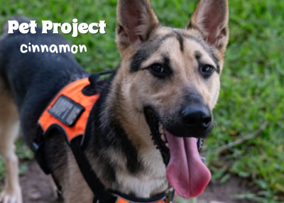 Houston Humane Society | Cinnamon