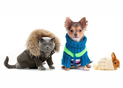 Houston Humane Society | Possible Freezing Temps Threaten Area Pets