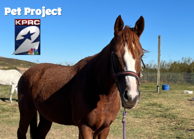 Houston Humane Society | Geoffery