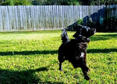 Houston Humane Society | Happy Tail Bailey