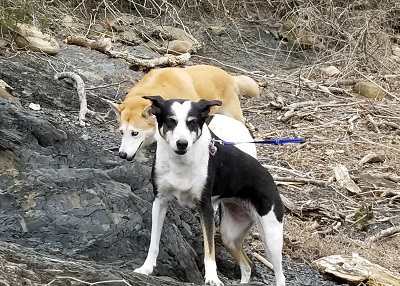Houston Humane Society | Happy Tail Daisy & Cowboy