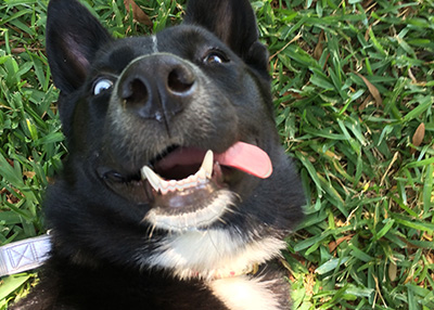 Houston Humane Society | Happy Tail Georgia