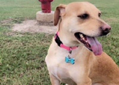 Houston Humane Society | Happy Tail Haden
