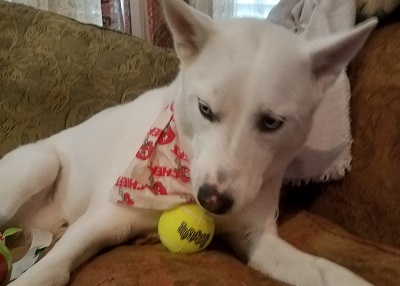 Houston Humane Society | Happy Tail Joker