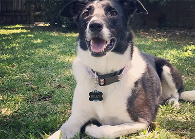 Houston Humane Society | Happy Tail Riley