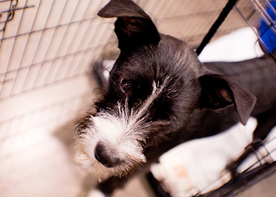 Houston Humane Society | PetSmart