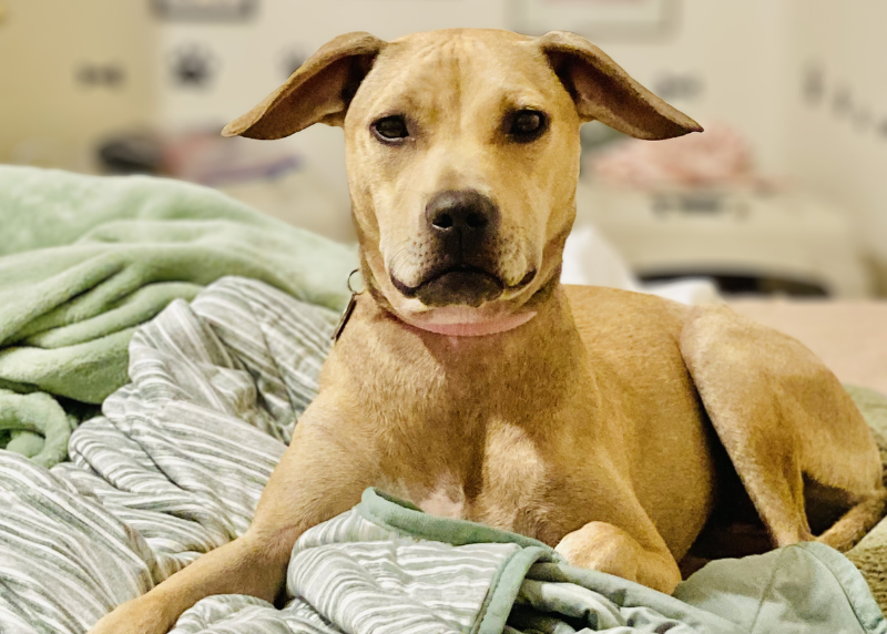Houston Humane Society | Opal's Happy Tail