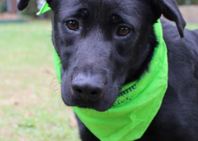 Houston Humane Society | Bugsy