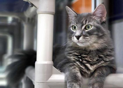 Houston Humane Society | Sammy