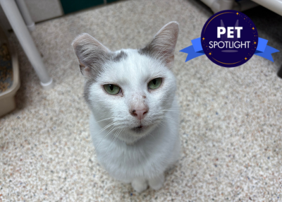 Houston Humane Society | Puma