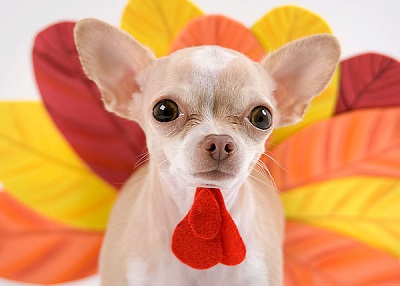 Houston Humane Society | Turkey Day Tips