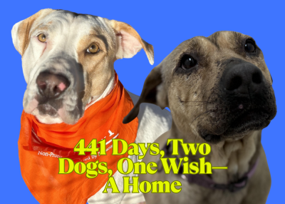 Houston Humane Society | 441 Days, Two Dogs, One Wish—A Home