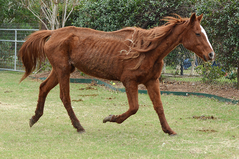 8horses1