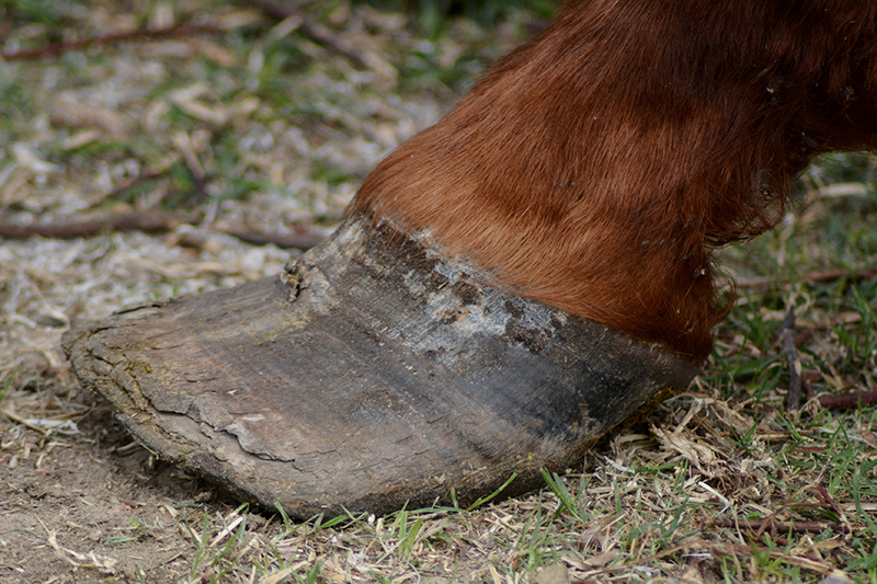 8horses3