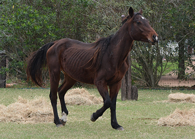 Houston Humane Society | 8 horses awarded to HHS by a Judge!