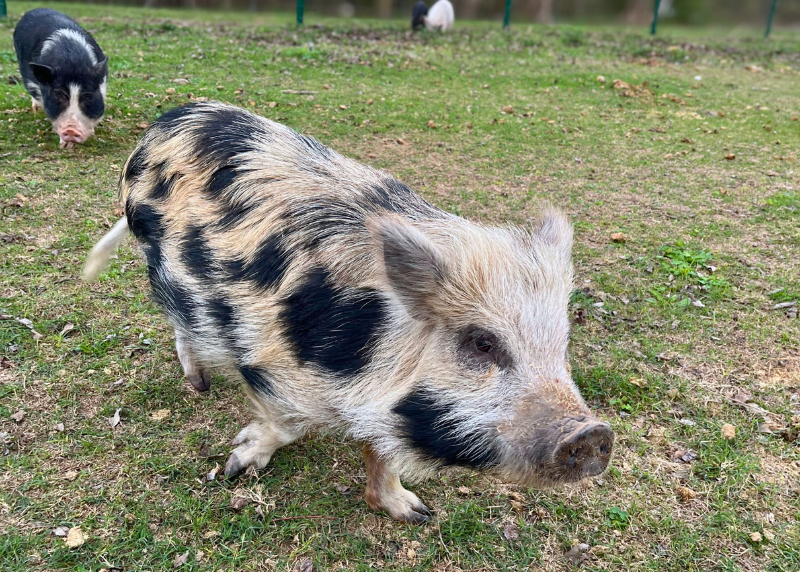 Houston Humane Society | Behind the Scenes of a 47 Animal Cruelty Rescue in Brazoria County