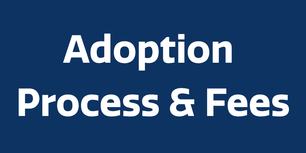 adoption-process-and-fees