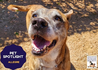Houston Humane Society | Allegre