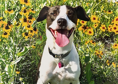 Houston Humane Society | Happy Tail Ally