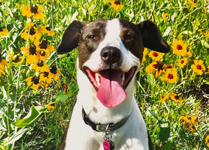 Houston Humane Society | Ally's Happy Tail