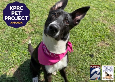 Houston Humane Society | Amanda
