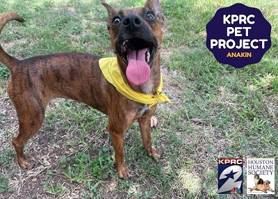 Houston Humane Society | Anakin