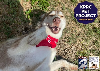 Houston Humane Society | Anastasia