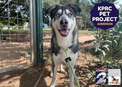 Houston Humane Society | Anderson