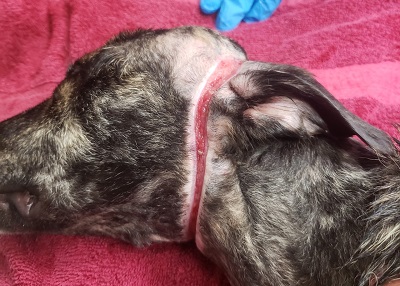 Houston Humane Society | Puppy With Crucial Ripping 