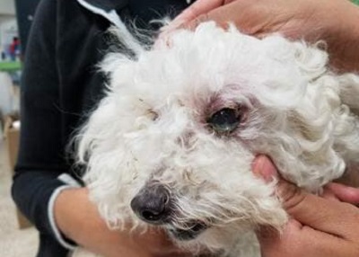 Houston Humane Society | Dog Rescued by Taskforce