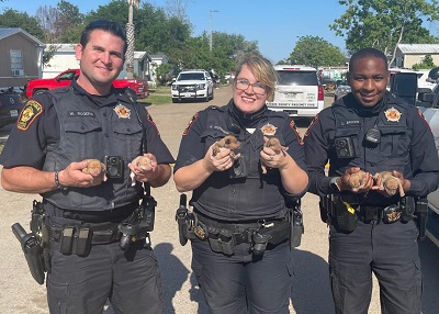 Houston Humane Society | Family of Pups Rescued 