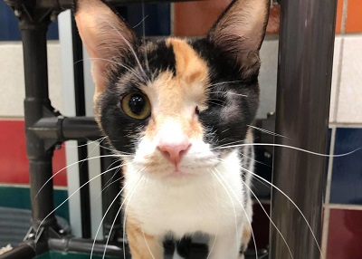 Houston Humane Society | Abandoned Kittens in Carboard Box