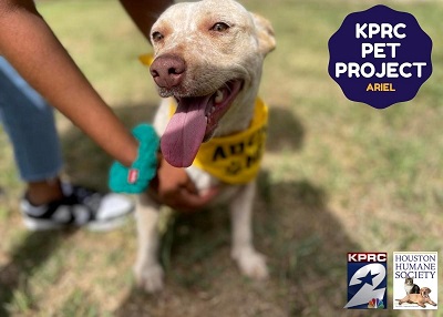 Houston Humane Society | Ariel