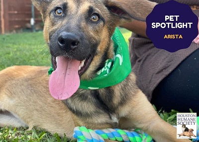 Houston Humane Society | Arista