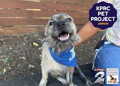 Houston Humane Society | Arrow