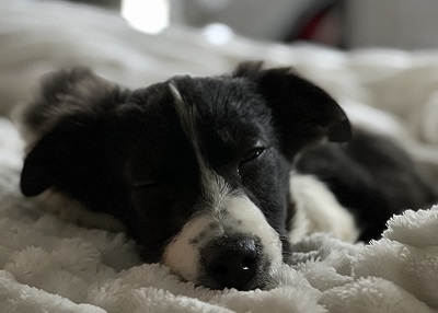Houston Humane Society | Happy Tail Ash