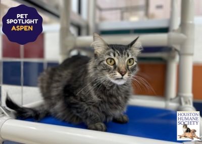 Houston Humane Society | Aspen