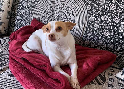 Houston Humane Society | Athena