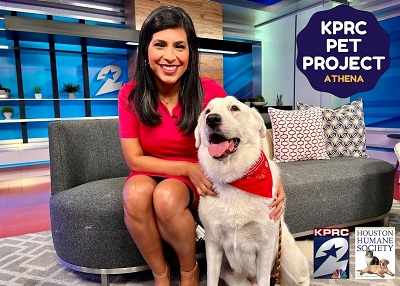 Houston Humane Society | Athena