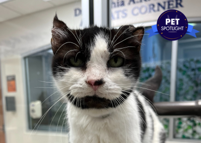 Houston Humane Society | Babushka