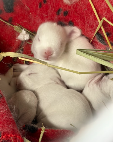baby-rabbits-2