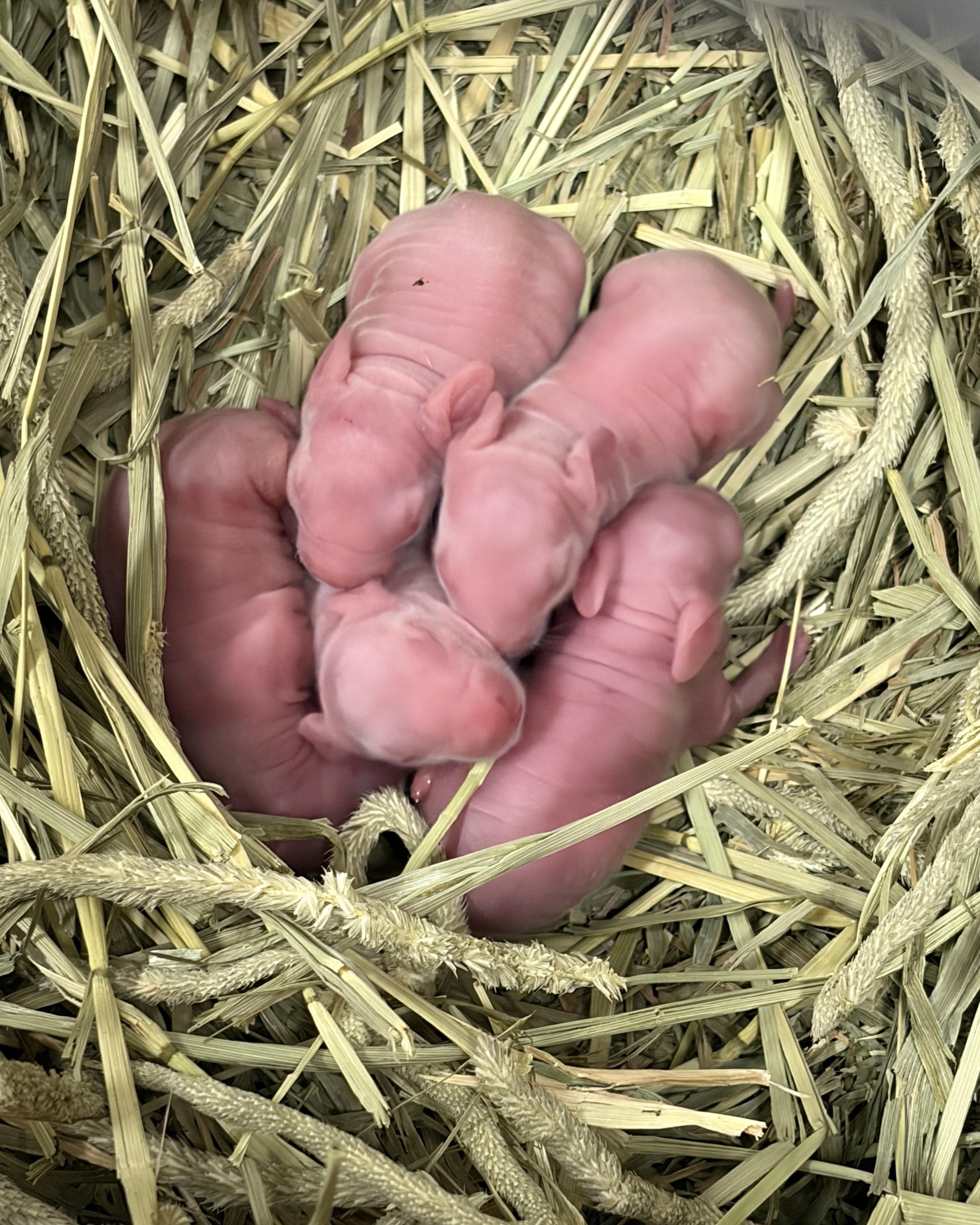 baby-rabbits