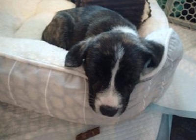 Houston Humane Society | Happy Tail Baby