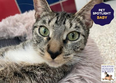 Houston Humane Society | Baby
