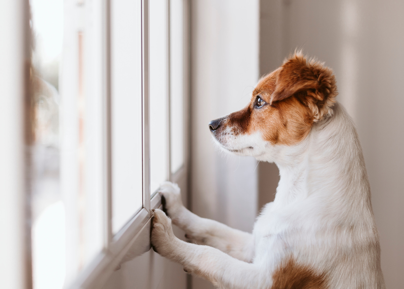 Houston Humane Society | Back-to-School Pet Tips to Help Ease Anxiety in Cats and Dogs
