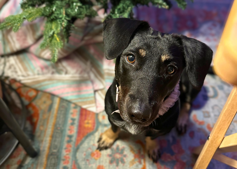 Houston Humane Society | Bagel’s Happy Tail